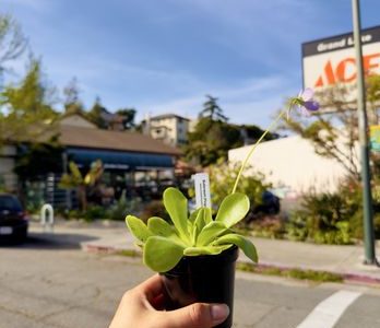 Grand Lake Ace Garden Center – Tienda de Jardinería con Plantas, Flores y Accesorios en Grand Lake
