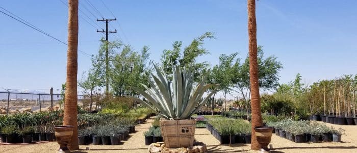 Fireman Rock & Nursery Inc.: Expertos en Jardinería y Cuidado de Plantas