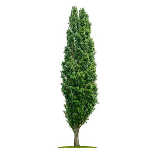 Álamo majestuoso bajo el sol: foto de árbol alto y verde en primavera